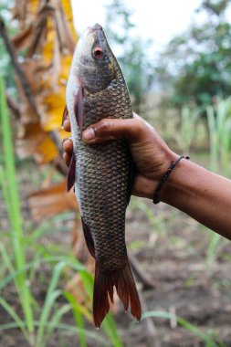 Bir balığı elle yakından tutmak. 