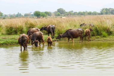 Evcil su bufaloları gölette su içerler. 