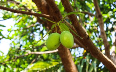 Ağaçta yetişen mango meyveleri. 