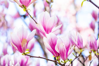 Manolya, ağaçtaki pembe ve beyaz çiçekler.