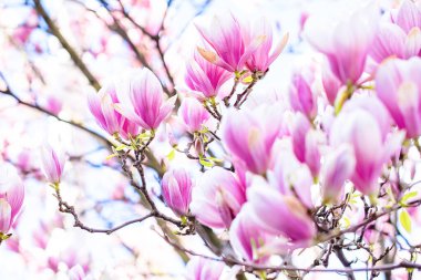 Bahar çiçekleri açan manolya ağacı.