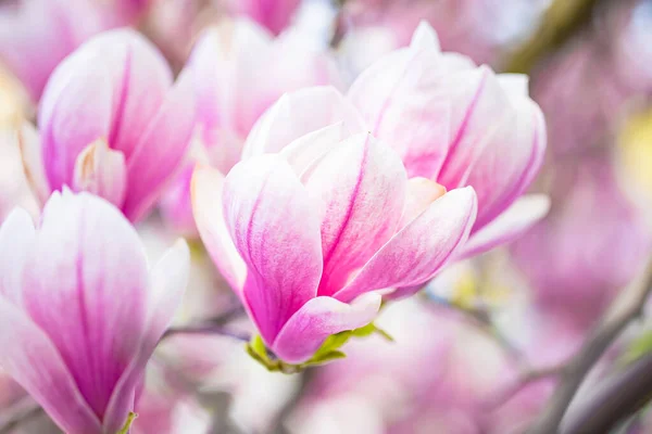 stock image beautiful pink magnolia blossom, close up