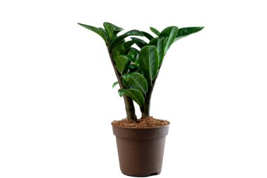 Ficus benjamina, beyaz bir arka planda saksıda bitki yetiştiriyor.