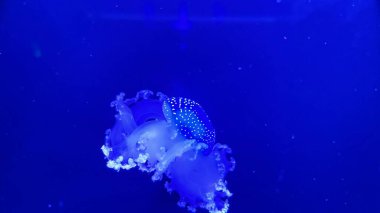 Karanlıktaki denizanası, yakın plan, neon ışığı. Editör materyali, 4 Şubat 2024 'te Kiev Denizanası Müzesi' nde çekildi.