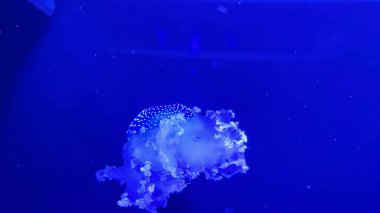 Karanlıktaki denizanası, yakın plan, neon ışığı. Editör materyali, 4 Şubat 2024 'te Kiev Denizanası Müzesi' nde çekildi.