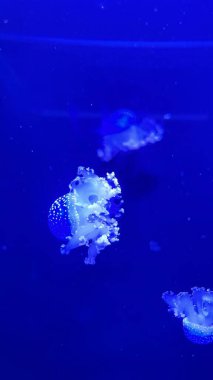 Karanlıktaki denizanası, yakın plan, neon ışığı. Editör materyali, 4 Şubat 2024 'te Kiev Denizanası Müzesi' nde çekildi.