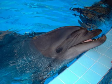               Yunus havuzda yüzüyor, ağzı açık ve dili açık..