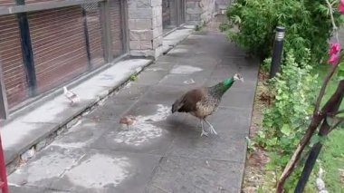 Bir tavus kuşu ailesi sabahları çimenlerde geziniyor.