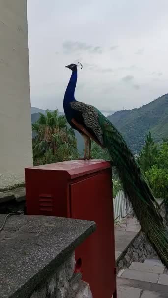 Een Prachtige Peacock Beweging Genieten Van Het Weer Van Prachtige — Stockvideo