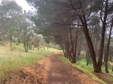 Kurak mevsimde orman yangınından sonra kuru bir arazide yeni bir ağaç. Yüksek kalite fotoğraf