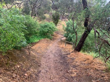 Kurak mevsimde orman yangınından sonra kuru bir arazide yeni bir ağaç. Yüksek kalite fotoğraf