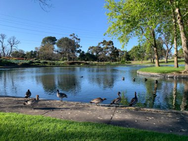 Ördek yavrusuyla anne ördek. Yüksek kalite fotoğraf
