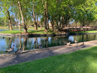 Ördek yavrusuyla anne ördek. Yüksek kalite fotoğraf