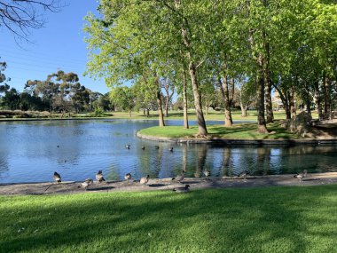 Ördek yavrusuyla anne ördek. Yüksek kalite fotoğraf