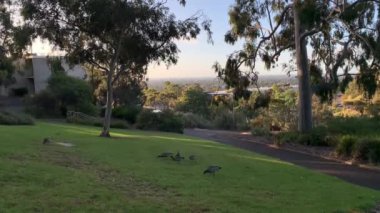 Ördek yavrusuyla anne ördek. Yüksek kaliteli video