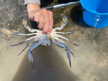 Fresh crab hunting. High quality photo