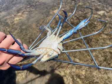 Fresh crab hunting. High quality photo