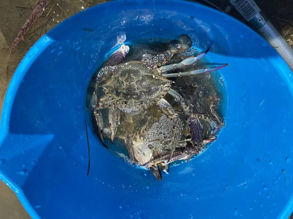 Fresh crab hunting. High quality photo