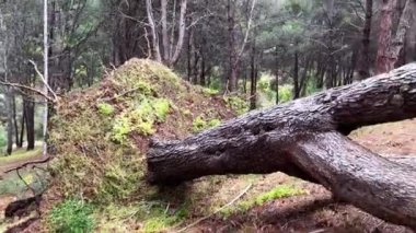 Ağaç yolun karşısına devrilmiş. Yüksek kalite 4K video