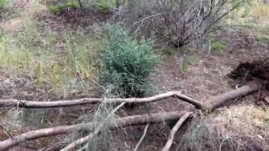 Ağaç yolun karşısına devrilmiş. Yüksek kalite 4K video