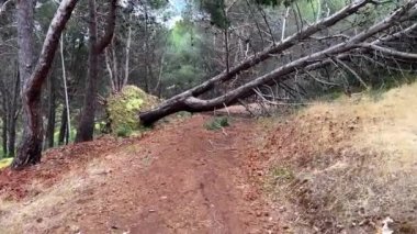 Ağaç yolun karşısına devrilmiş. Yüksek kalite 4K video