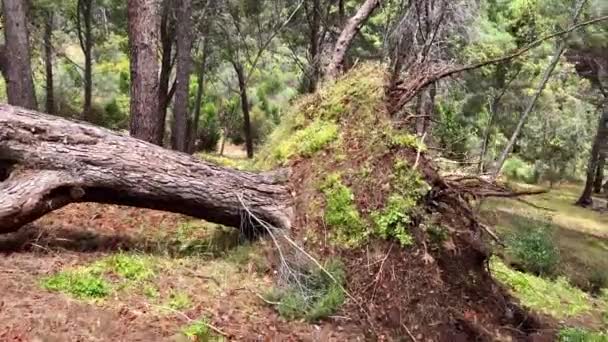 Drzewo Spadło Drogę Wysokiej Jakości Wideo — Wideo stockowe