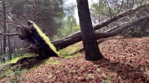 나무가 가로질러 쓰러졌어요 고품질 비디오 — 비디오