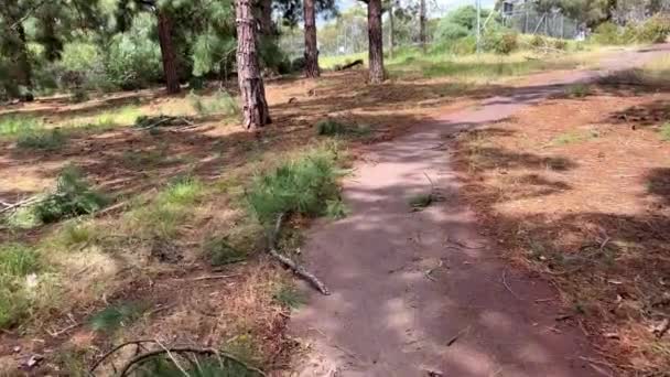 木は道路を渡って落ちた 高品質4Kビデオ — ストック動画