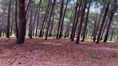 Kırsal çakıl yolu. Yüksek kalite 4k görüntü