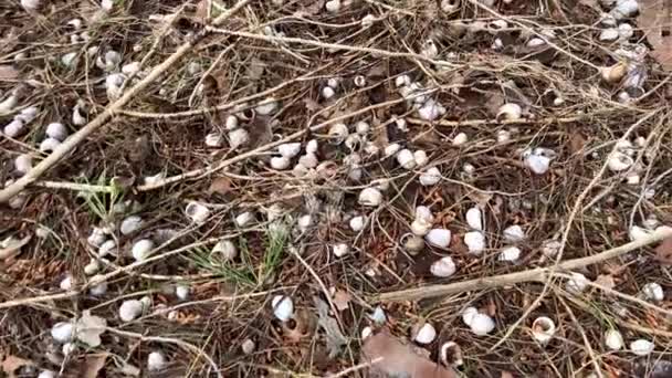 Gros Plan Escargot Sur Bois Images Haute Qualité — Video
