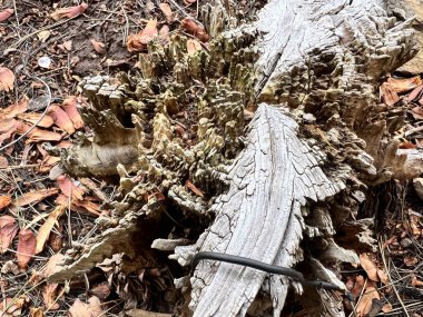 Tree stump in the forest. High quality photo