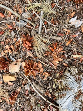 Tree stump in the forest. High quality photo