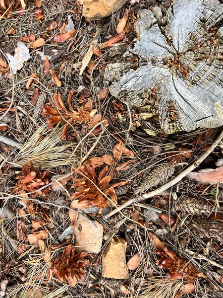 Tree stump in the forest. High quality photo