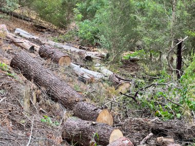 Orman çamı ve çam ağaçları. Kütük sandıkları yığılıyor. Yüksek kalite fotoğraf