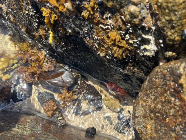 starfish on summer beach. High quality photo