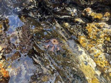 starfish on summer beach. High quality photo