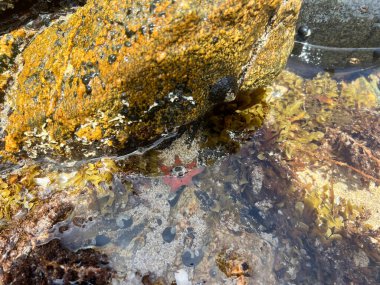 starfish on summer beach. High quality photo