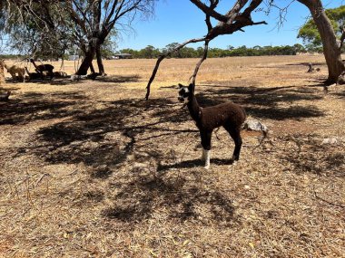 A herd of Alpaca. High quality photo