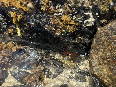 starfish on summer beach. High quality photo