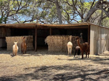 Bir Alpaca sürüsü. Yüksek kalite fotoğraf