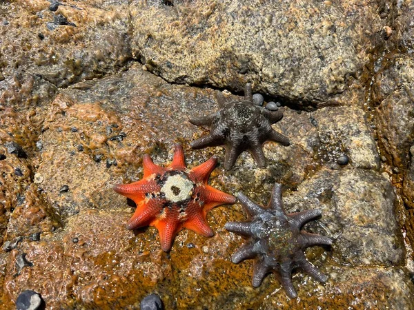 Starfish Summer Beach High Quality Photo — Stockfoto