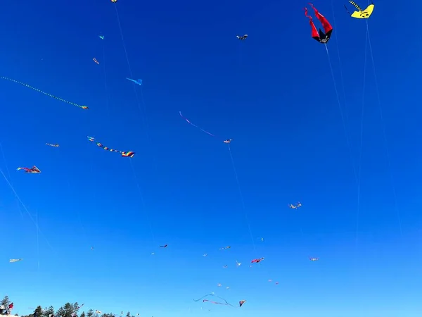 Adelaide International Kite Festival Hoge Kwaliteit Foto Adelaide Australië Maart — Stockfoto