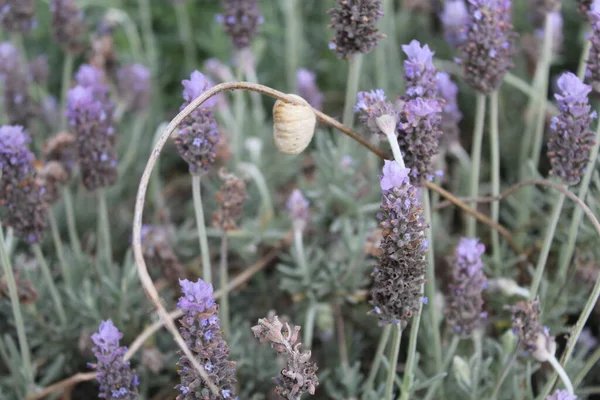 Cocoon Lavender High Quality Photo — Stock Photo, Image
