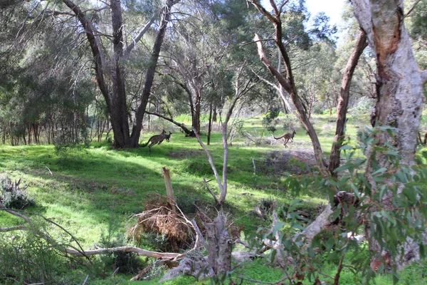 Kangaroo Open Field Högkvalitativt Foto — Stockfoto