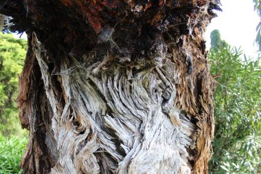 Kuru ağaç kabuğu dokusu ve arka plan. Yüksek kalite fotoğraf