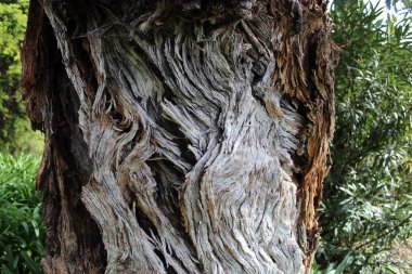 Kuru ağaç kabuğu dokusu ve arka plan. Yüksek kalite fotoğraf