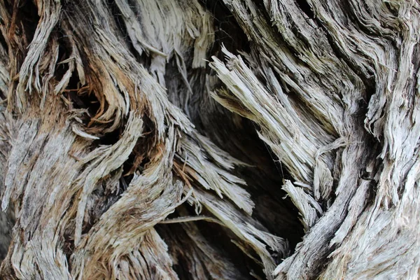 Dry Tree Bark Texture Background High Quality Photo — Stock Photo, Image