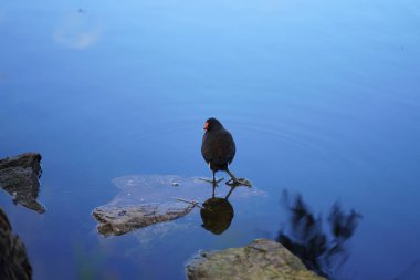 Dusky Moorhen Melbourne, Avustralya 'da yüzüyor. Yüksek kalite fotoğraf