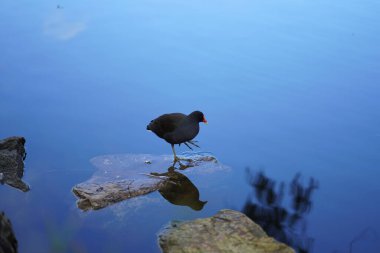 Dusky Moorhen Melbourne, Avustralya 'da yüzüyor. Yüksek kalite fotoğraf