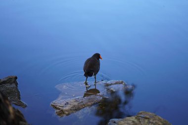 Dusky Moorhen Melbourne, Avustralya 'da yüzüyor. Yüksek kalite fotoğraf
